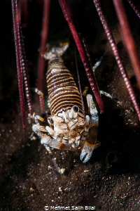 Bumblebee shrimp feeling safe between the spikes of sea u... by Mehmet Salih Bilal 